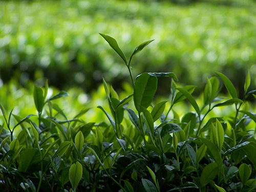 湖北茯磚茶生產(chǎn)廠家